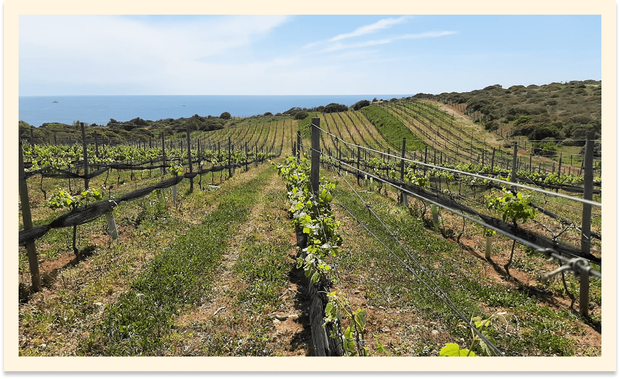 Falesia Wines