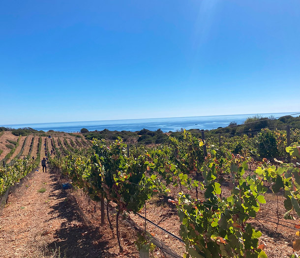 Falesia Wines Vineyard