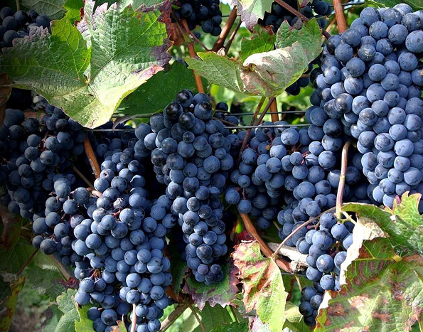 Vineyard Experiences